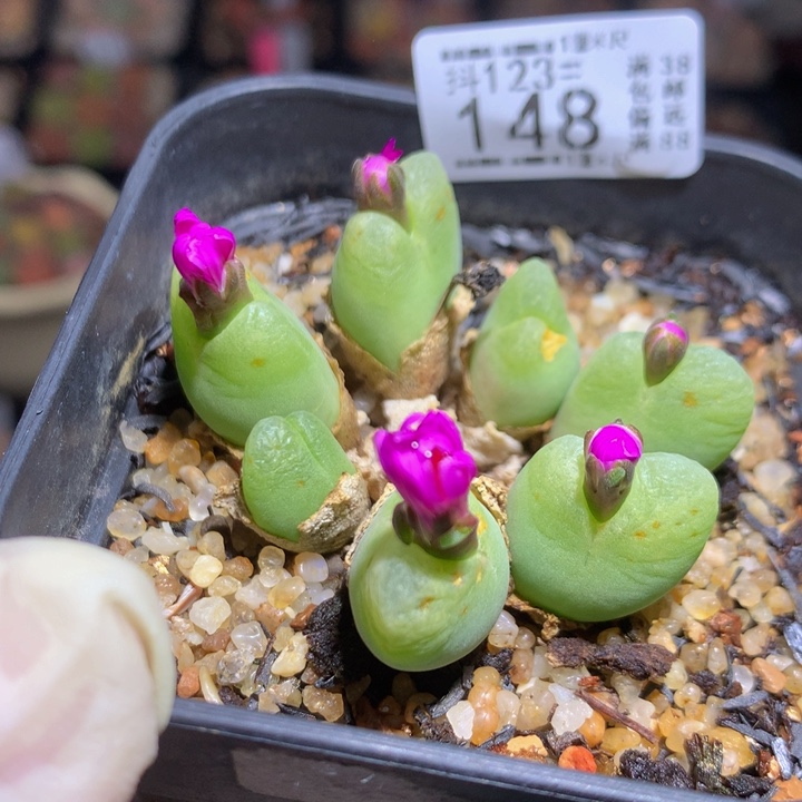 精品生石花123.148