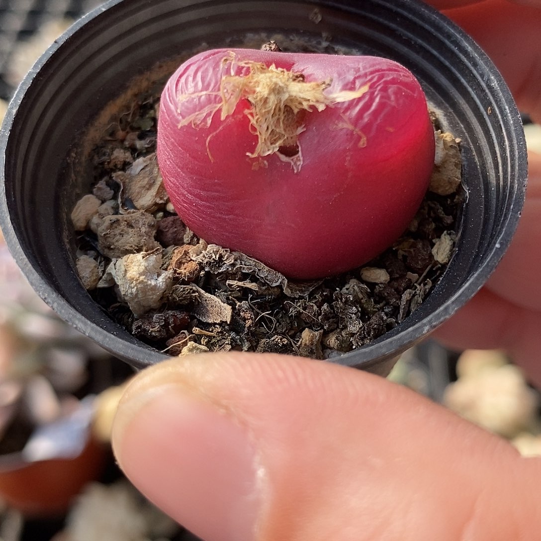 1262大红毛多肉植物哇啦塞