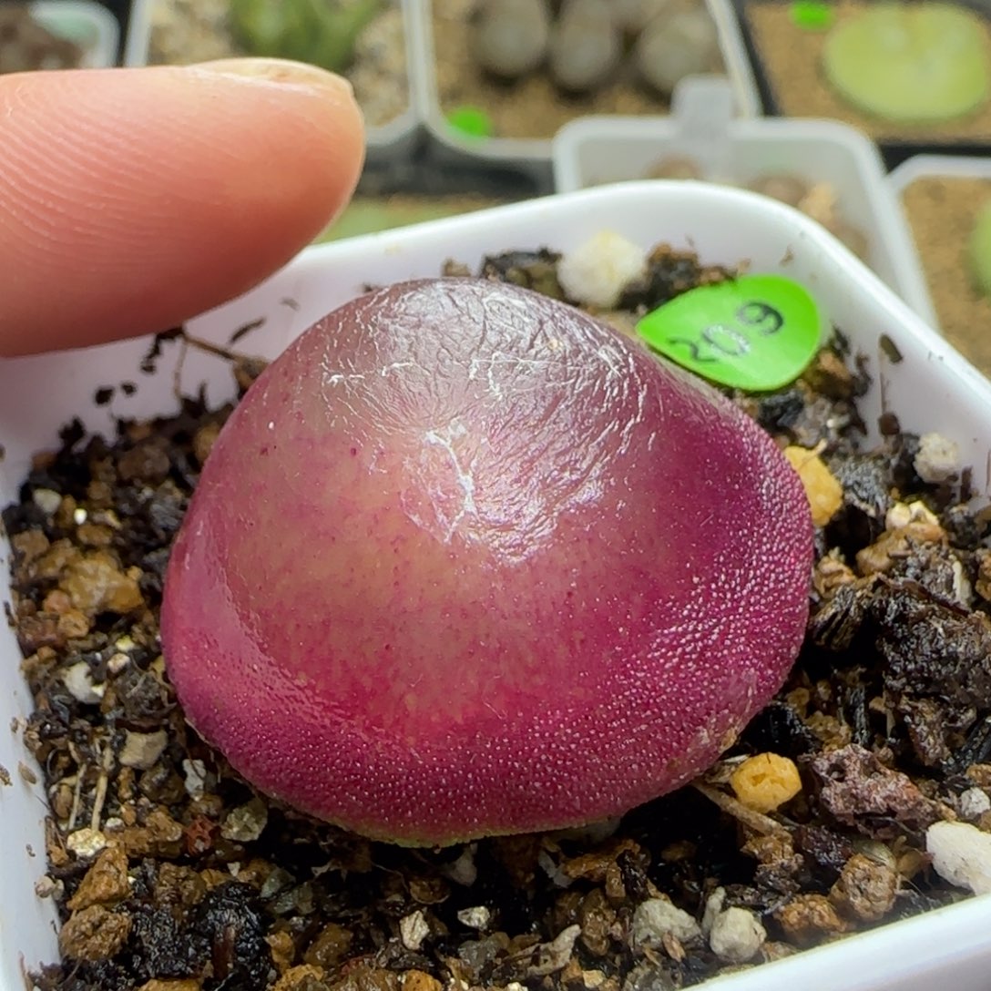 红灯泡3cm脱土多肉209