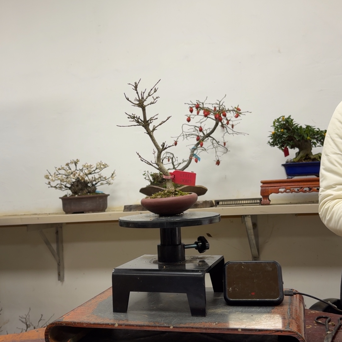 綪***鉺无花朵873顺丰到付不包邮