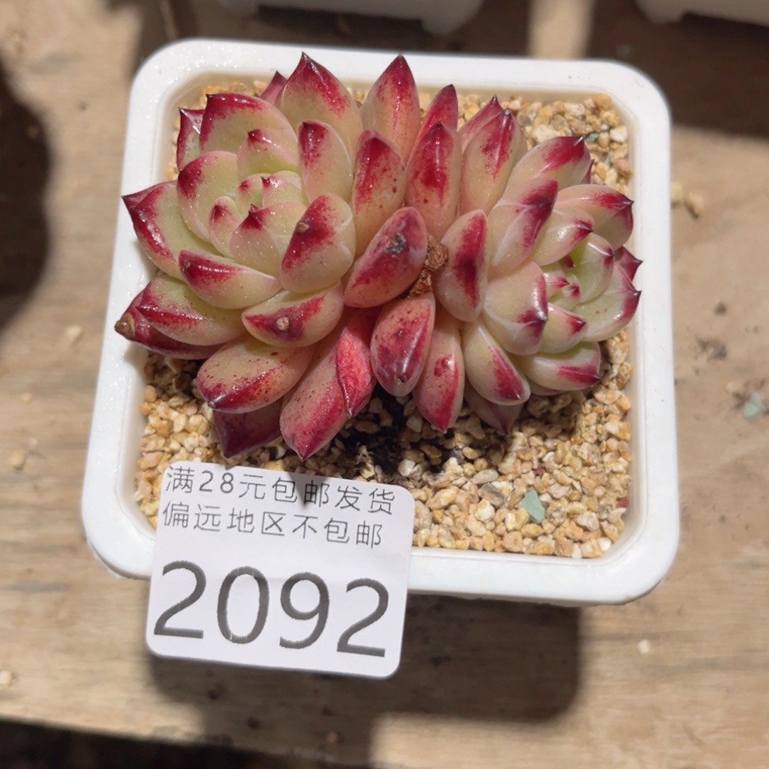 大2092:）d h g h j j k k