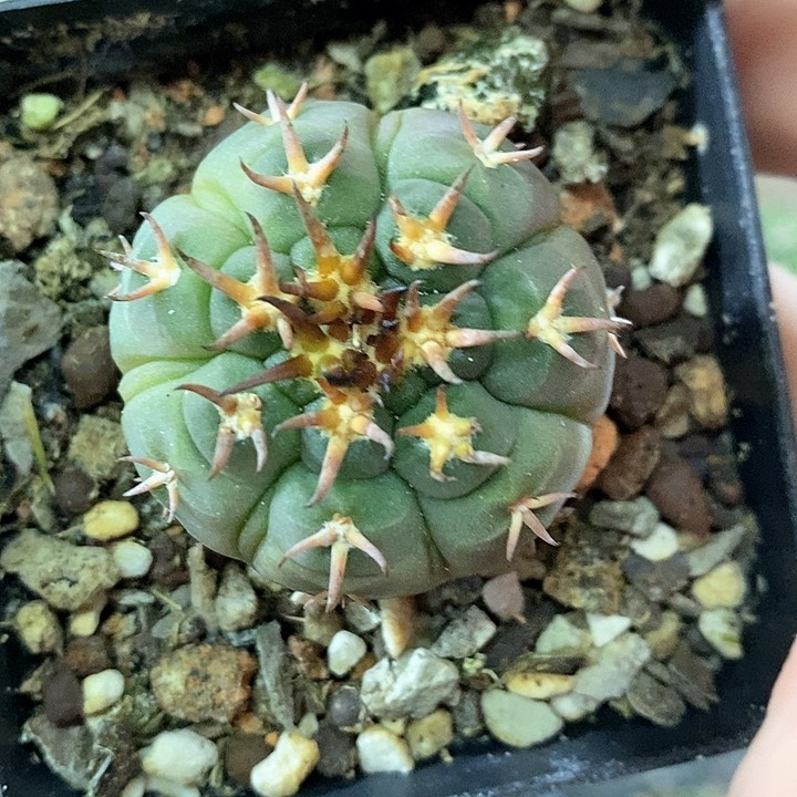 孤品实生全复棱猫爪仙人球福利3.5cm