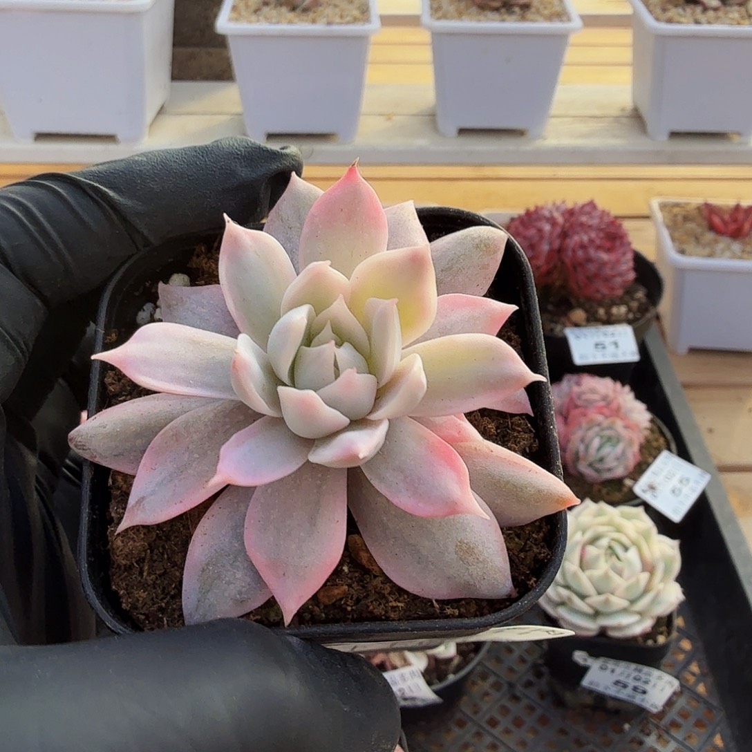 0102-63粉蓝鸟锦单头