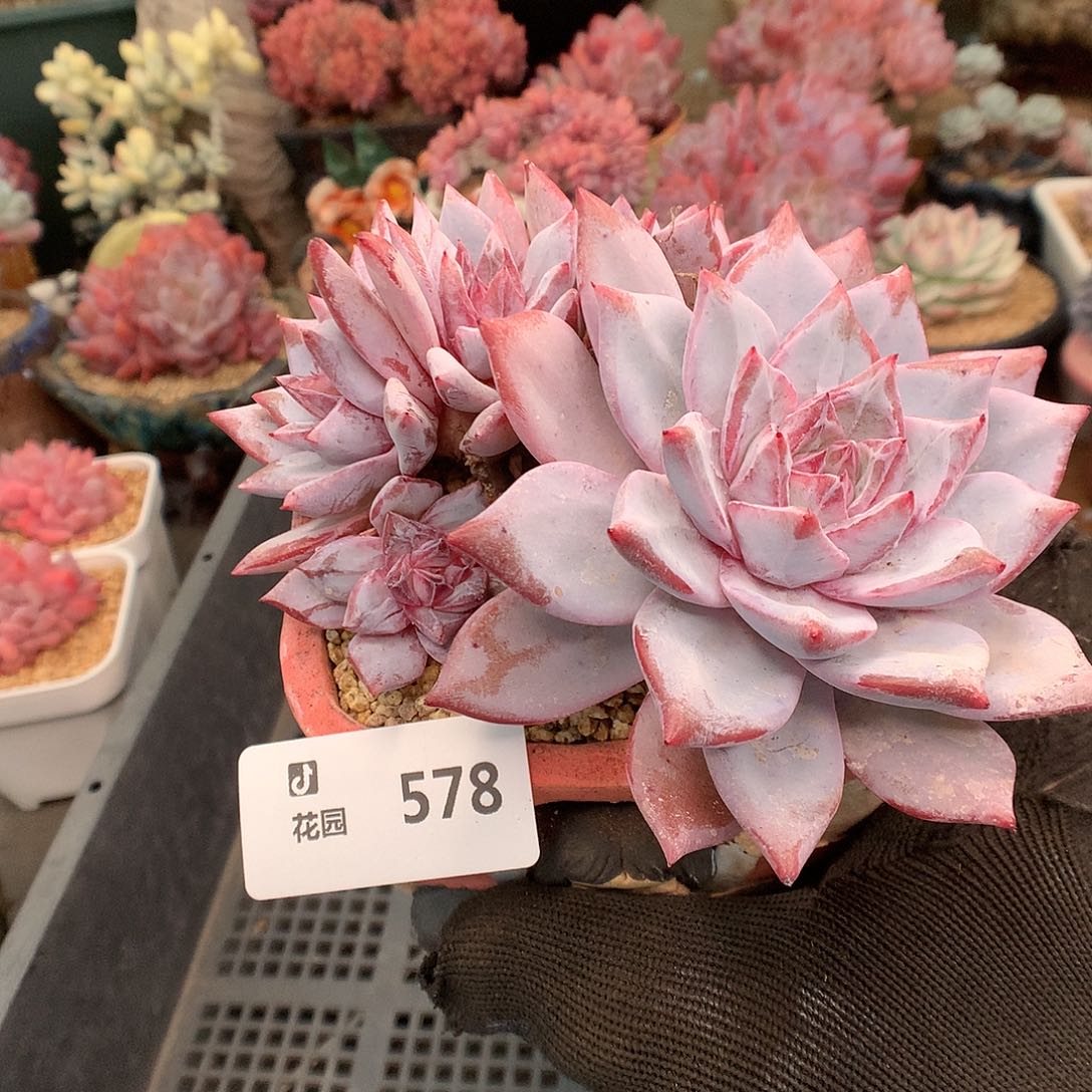 578糖心粉蓝鸟多肉植物666