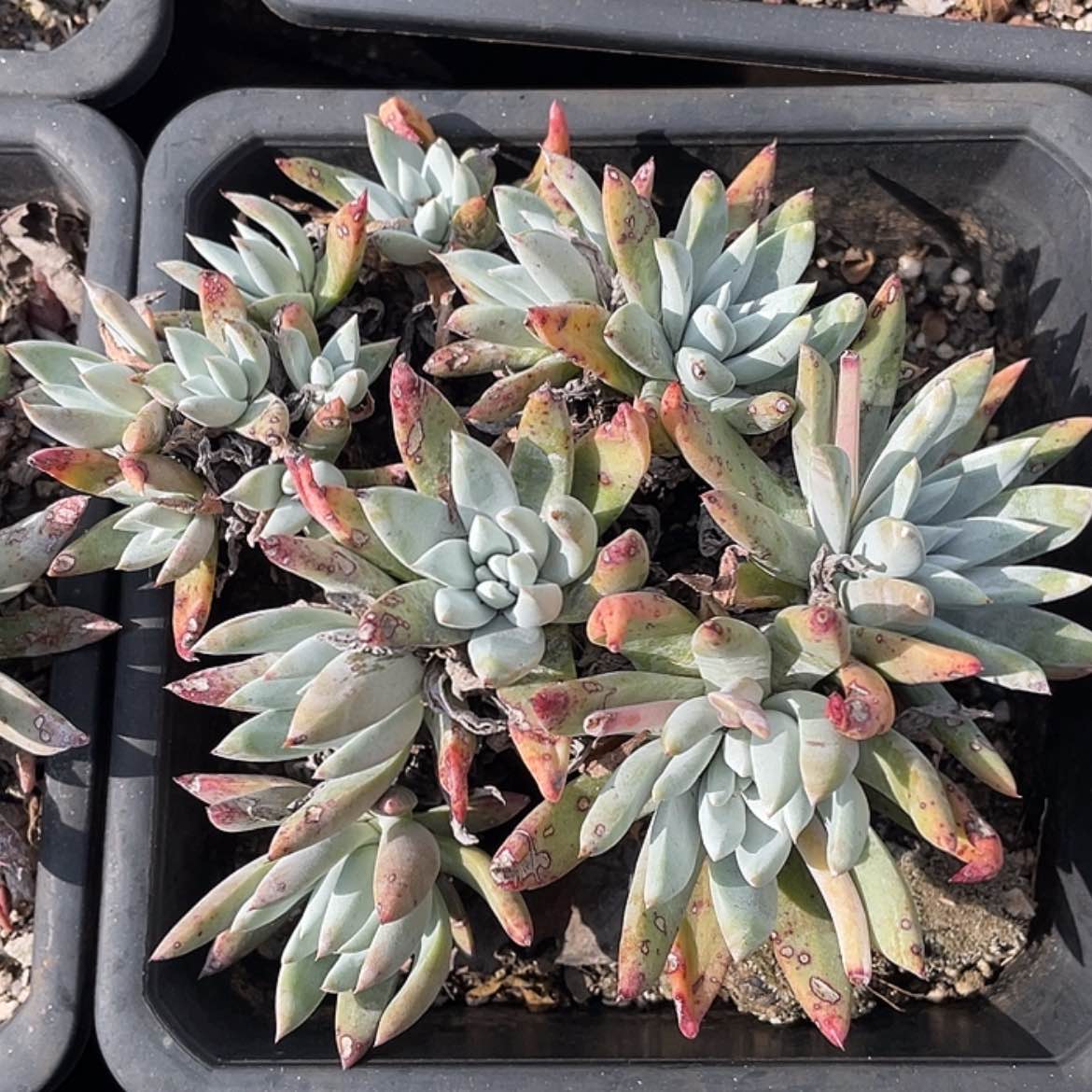 【闪购商品】法瑞杂交