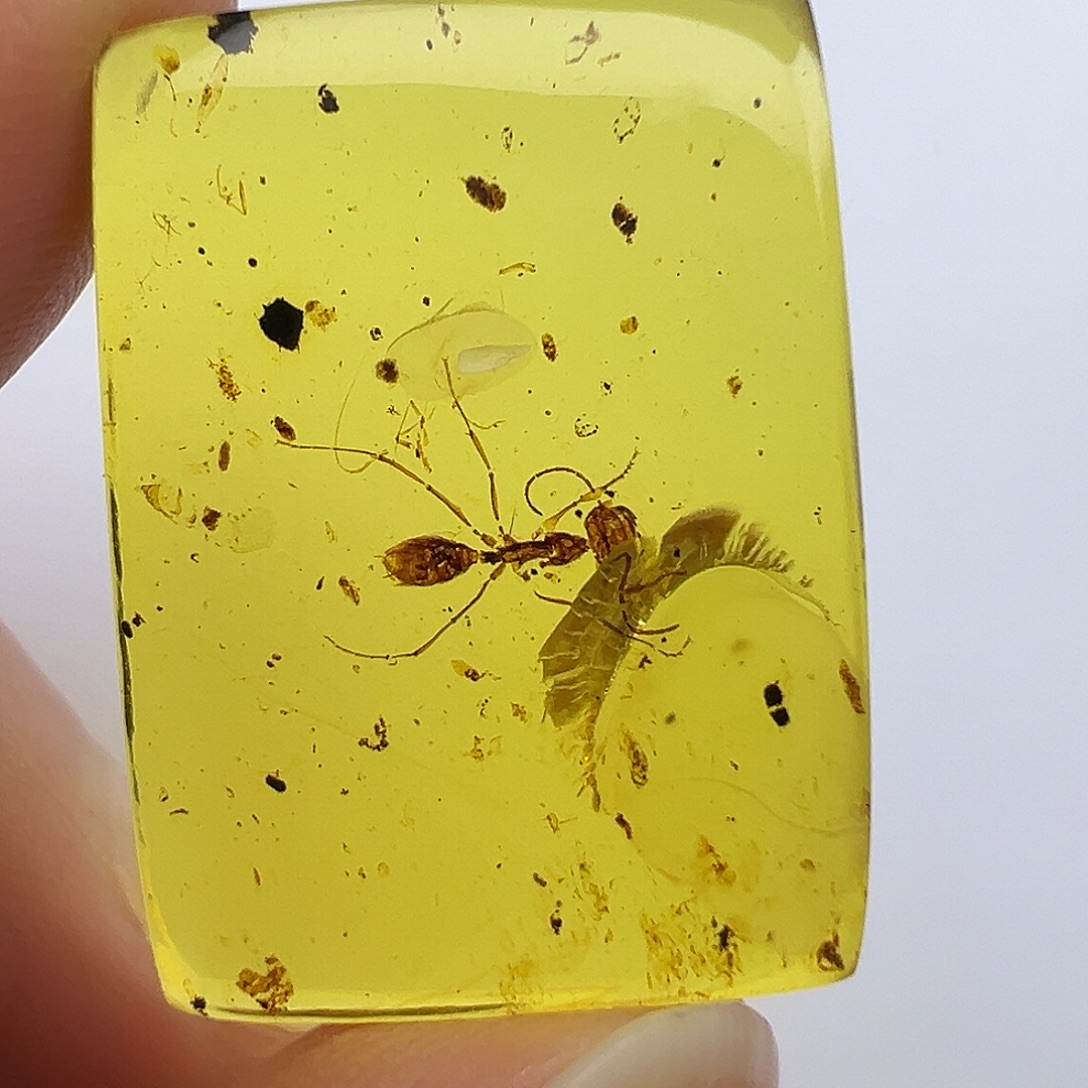 琥珀未镶嵌裸石琥珀虫珀
