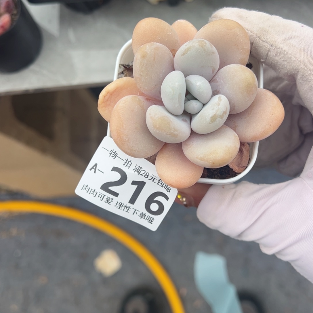 粉兔多肉多肉多肉多肉