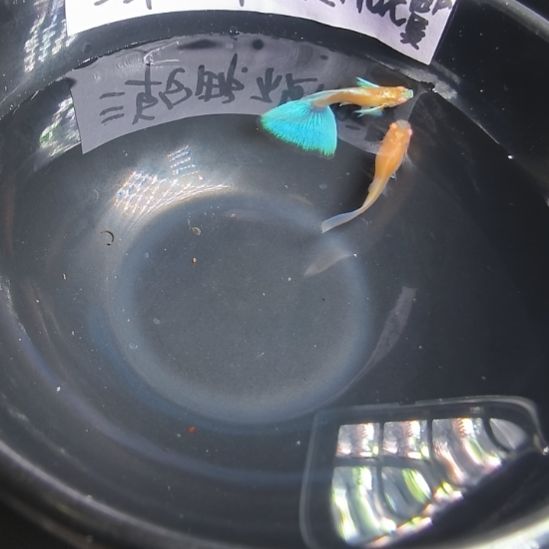 孔雀鱼蓝白飞船一对