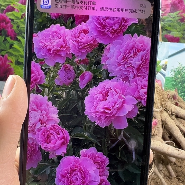 完全开放晴雯粉色