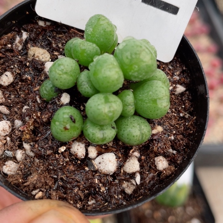 522小红嘴少将群带盆