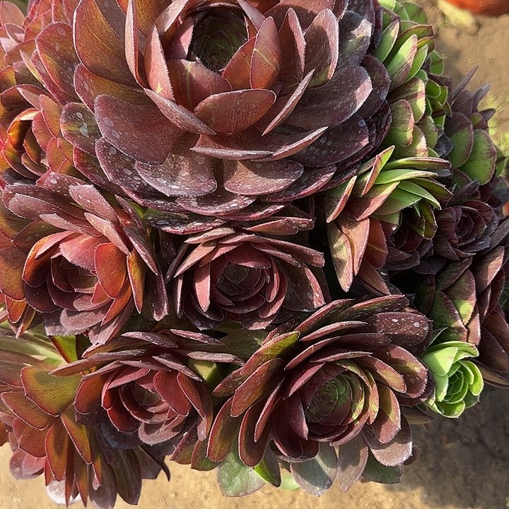 喝**风4.16-23花月夜多肉3