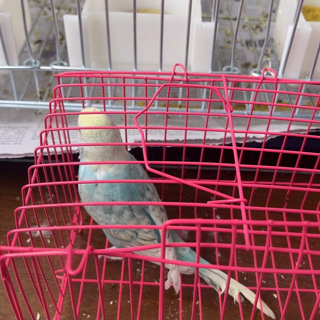 虎皮鹦鹉金彩鹦鹉