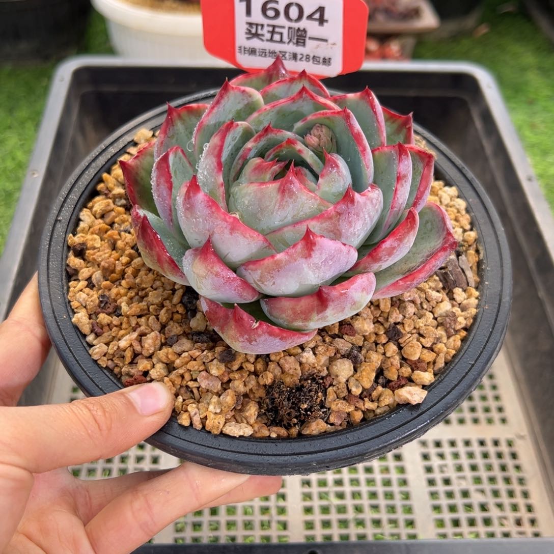 表妹精品多肉1604.