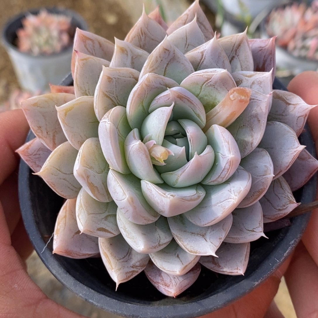 可问主播品种，下滑链接更多品种多肉选择