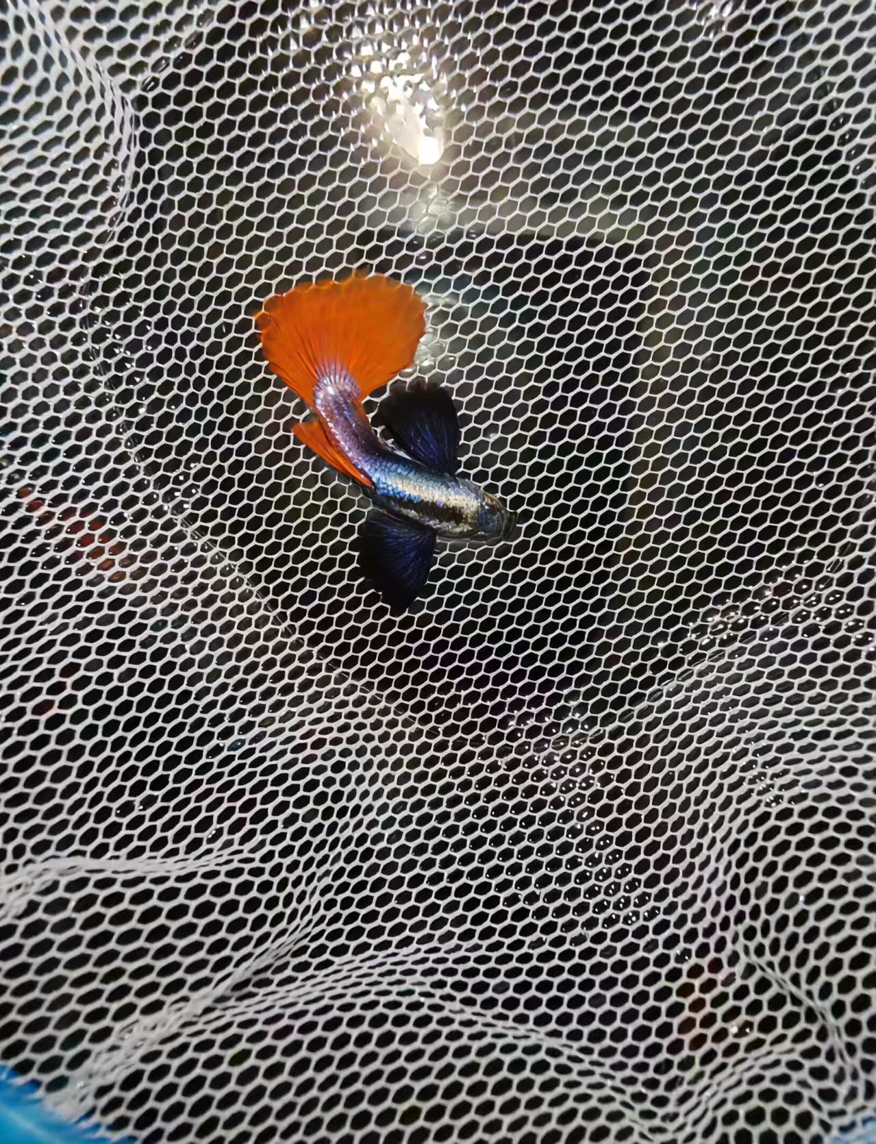 小型热带观赏鱼孔雀鱼白金象耳好养易活淡水鱼  种鱼 
