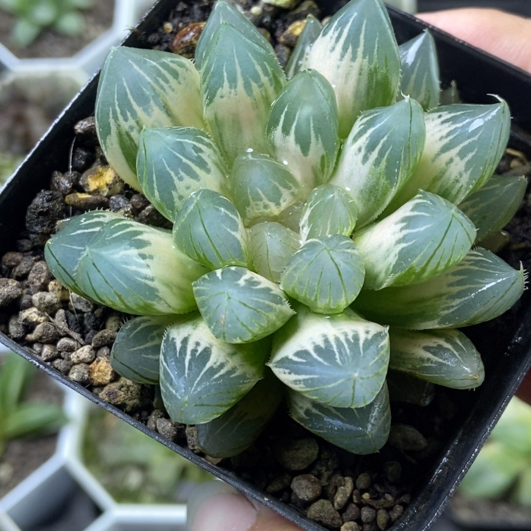 白糊斑霓虹灯玉露锦