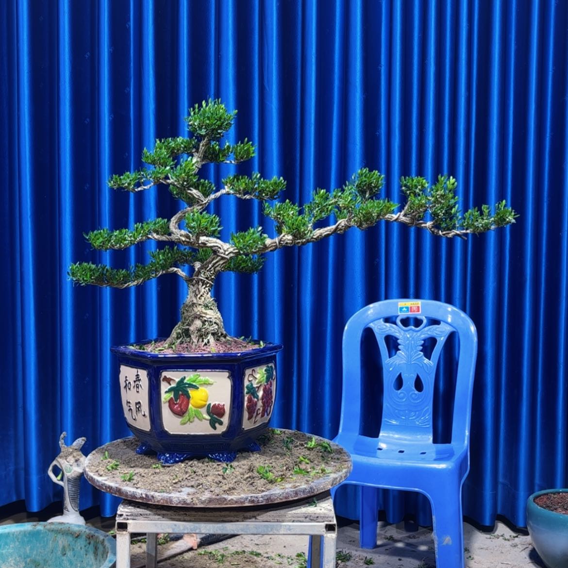 【闪购商品】广东雀舌黄杨盆景