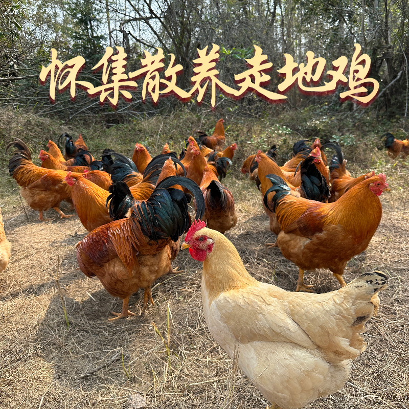 广东怀集山头散养鸡200天走地鸡新鲜顺丰冷链100%纯土鸡月子鸡