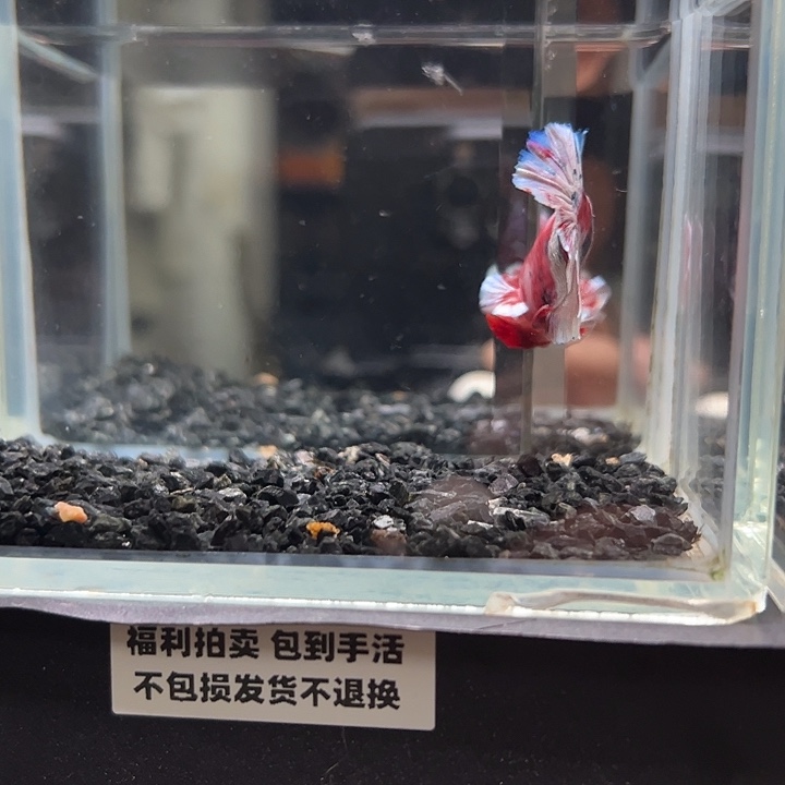 斗鱼竞拍跑单拉黑29日3