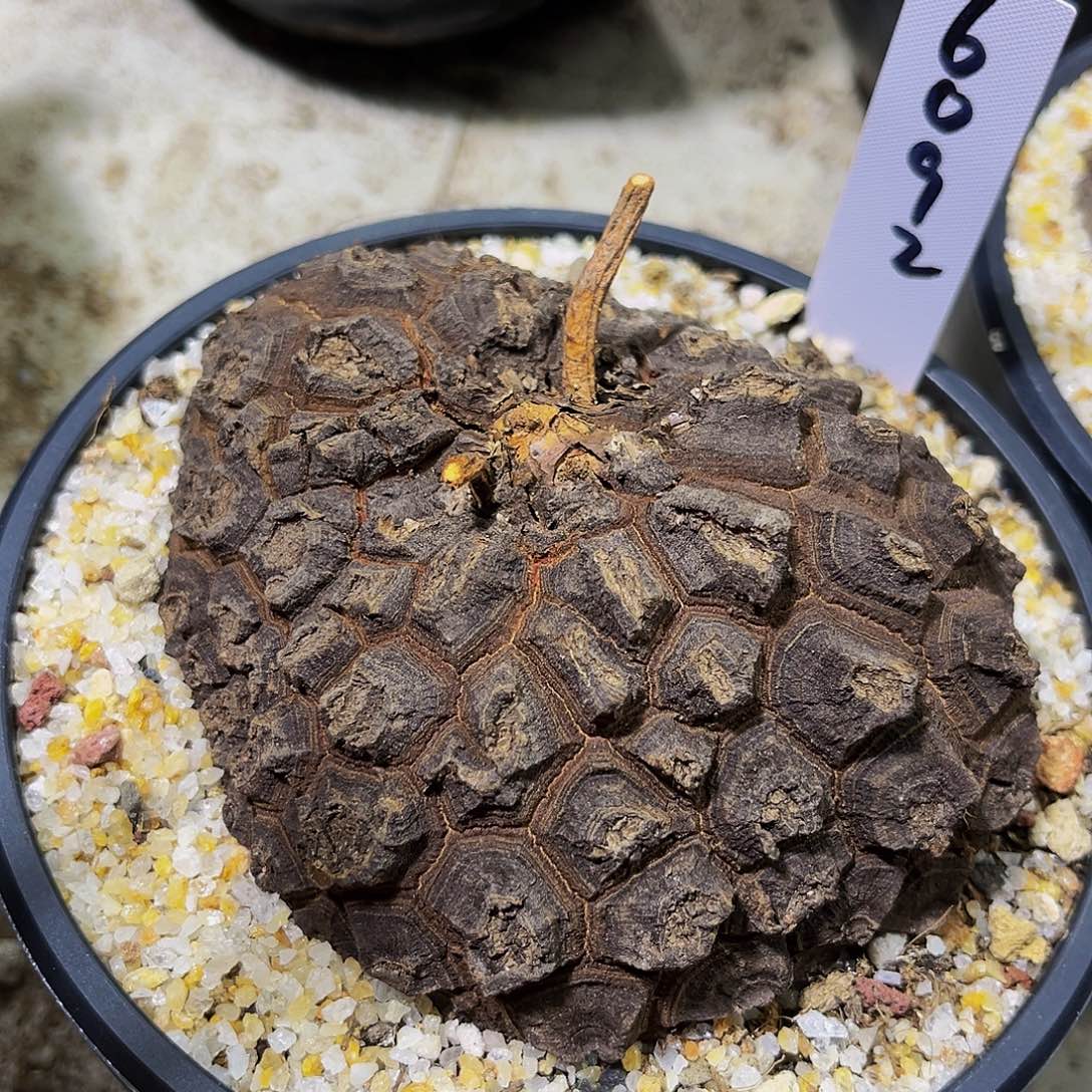 墨西哥龟甲龙盆栽甲好看