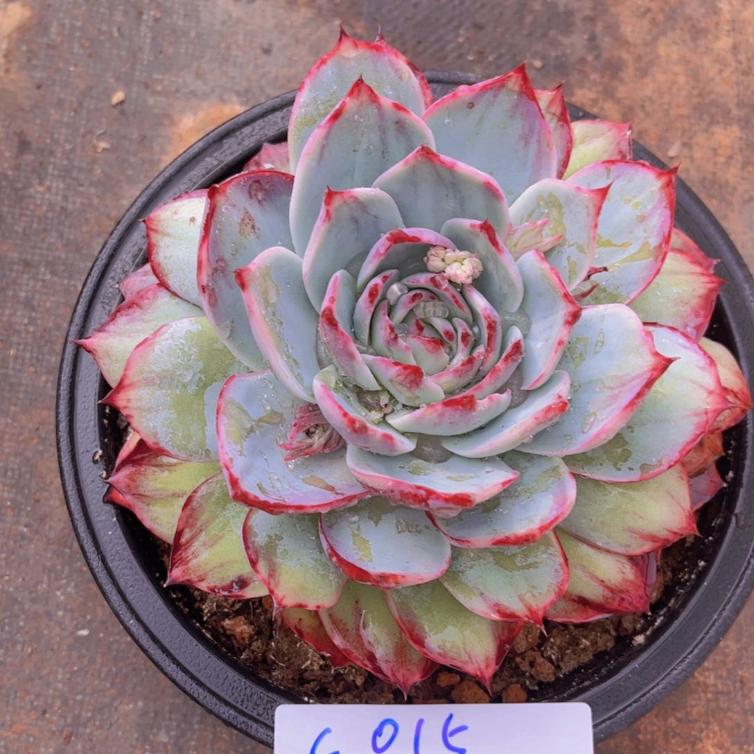 惊鸿仙子一颗Ｃ０１５号