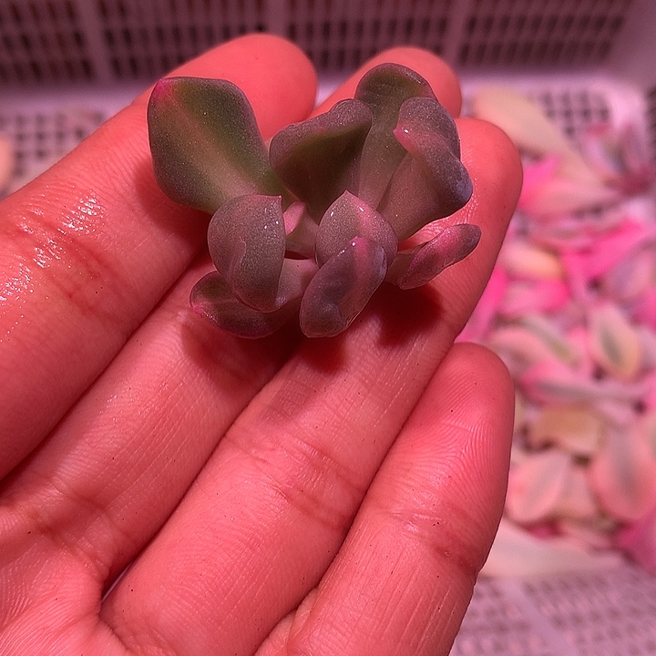 丘比特中班锦锦锦锦锦