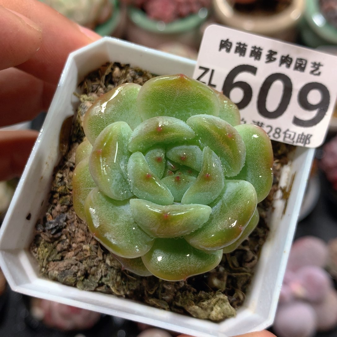 5CM拇指盆精控多肉ZL609