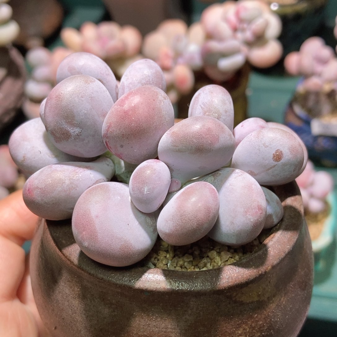 三头烟美人一物一拍