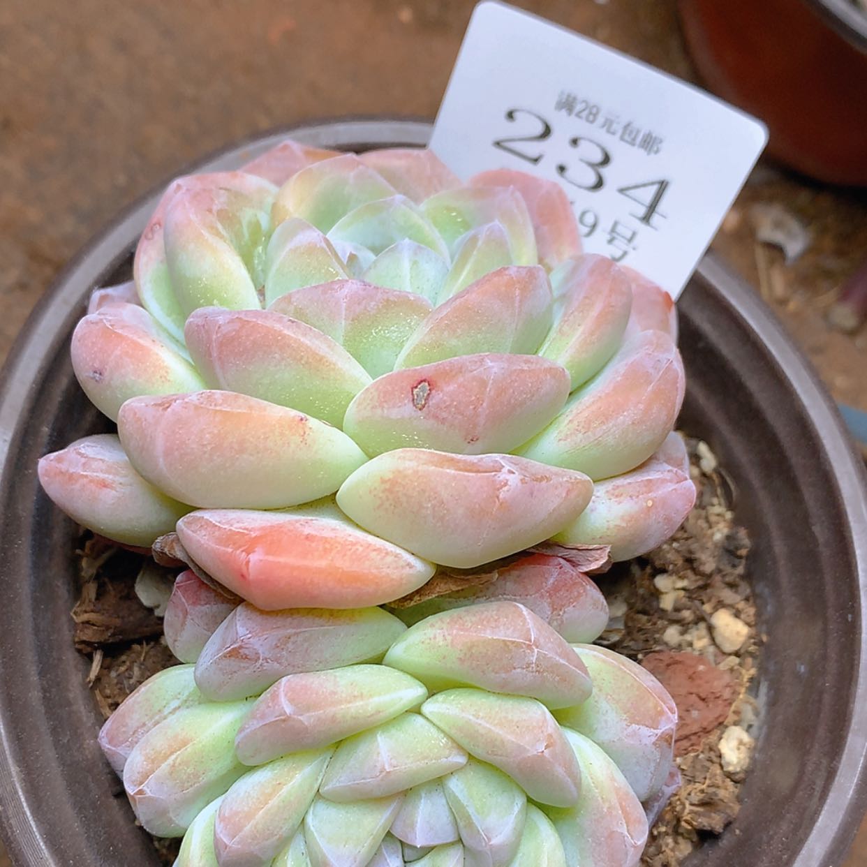 【闪购商品】云234