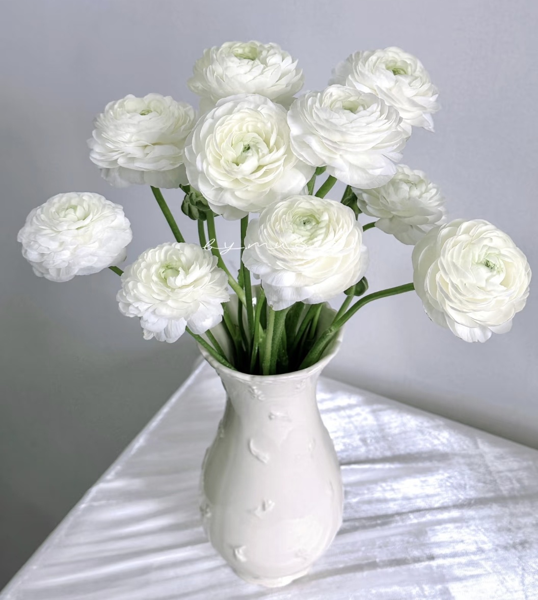 洋牡丹白色8-10只任意两单包邮