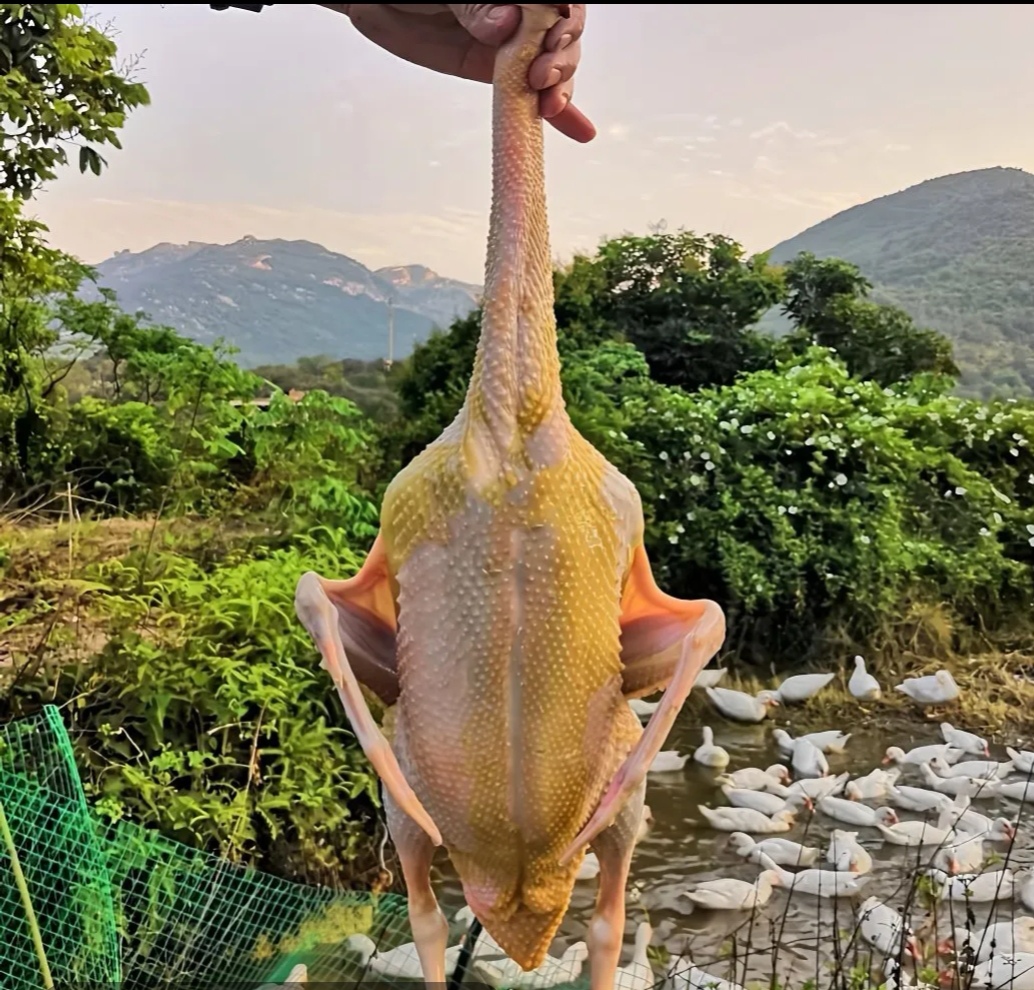 精选4只农家散养土麻鸭子新鲜宰杀速冻锁鲜顺丰发货