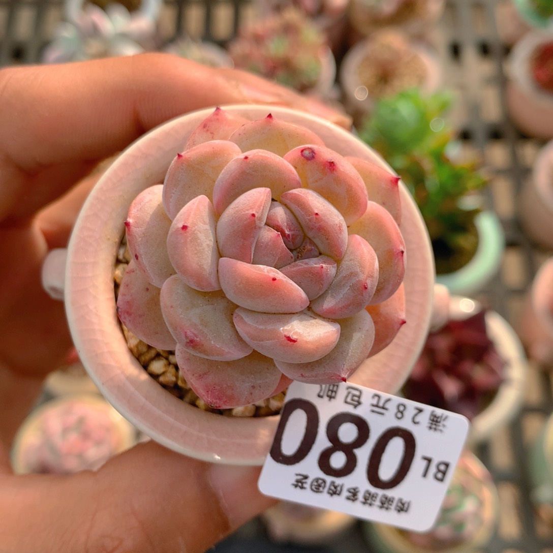 P肉萌萌5cm拇指盆精控多肉BL080