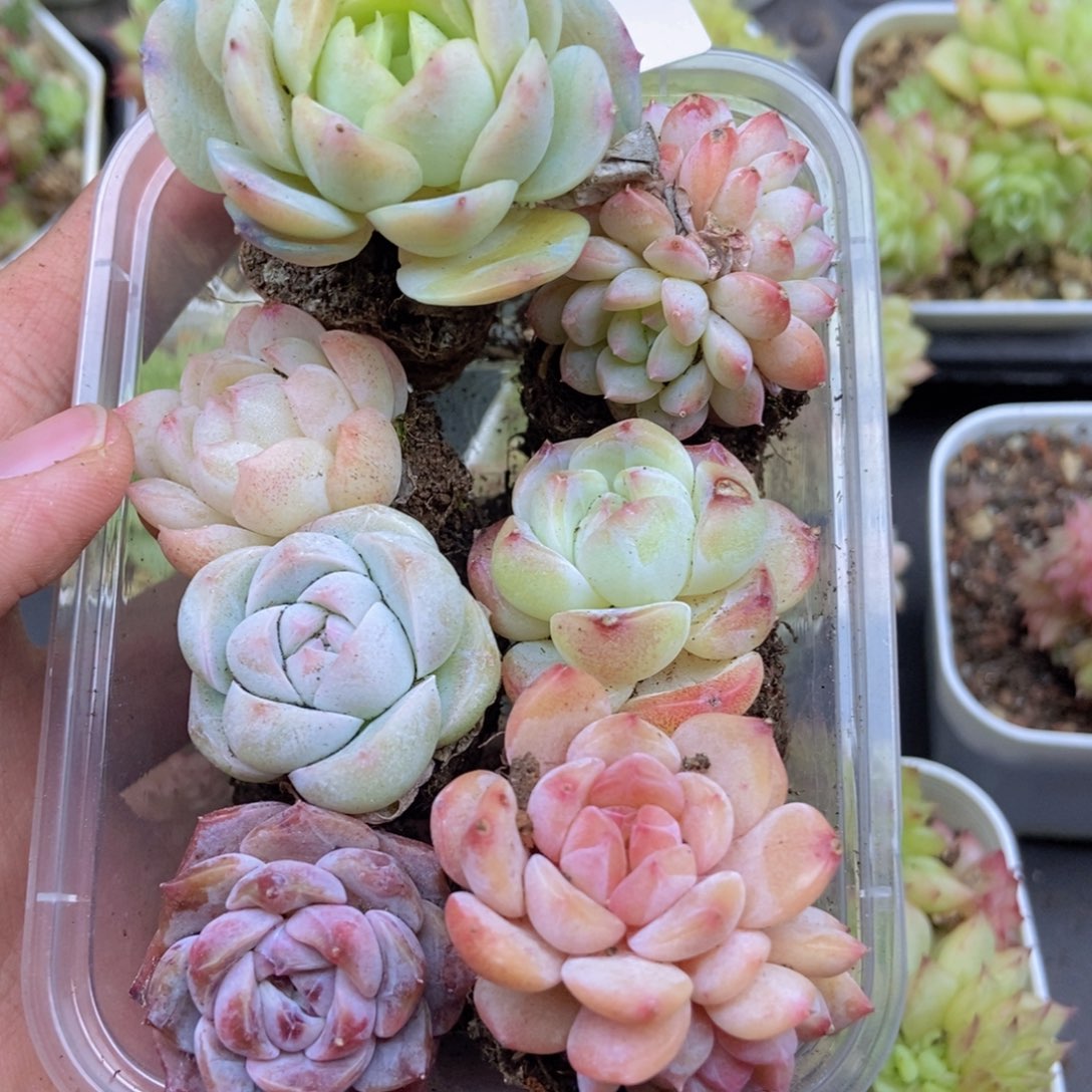 春泥家一单包邮M72