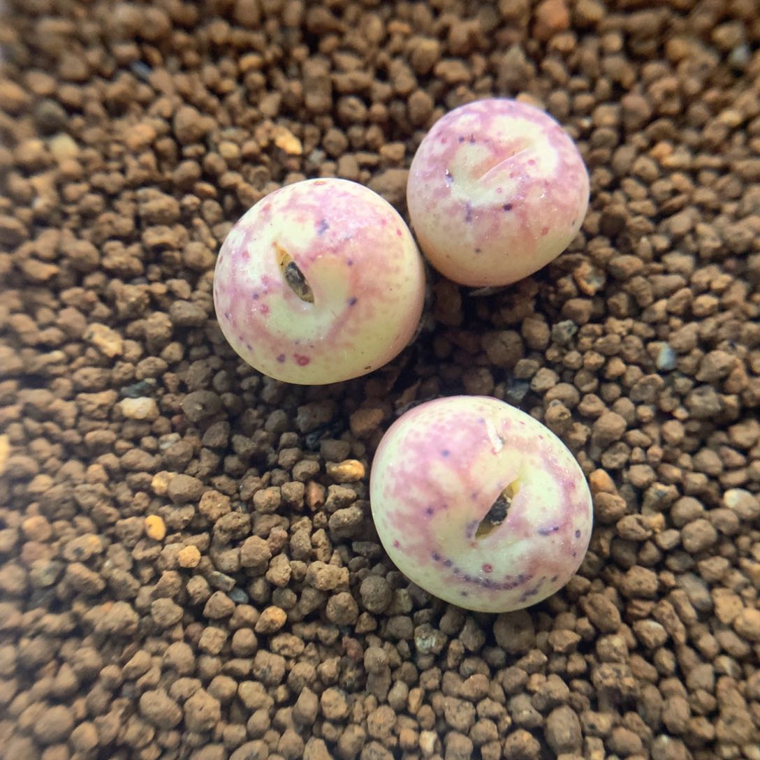 睫毛猴 肉锥植物