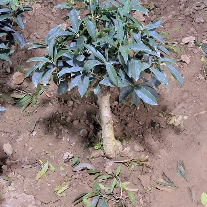 当前无花栽培后可以开花用****8