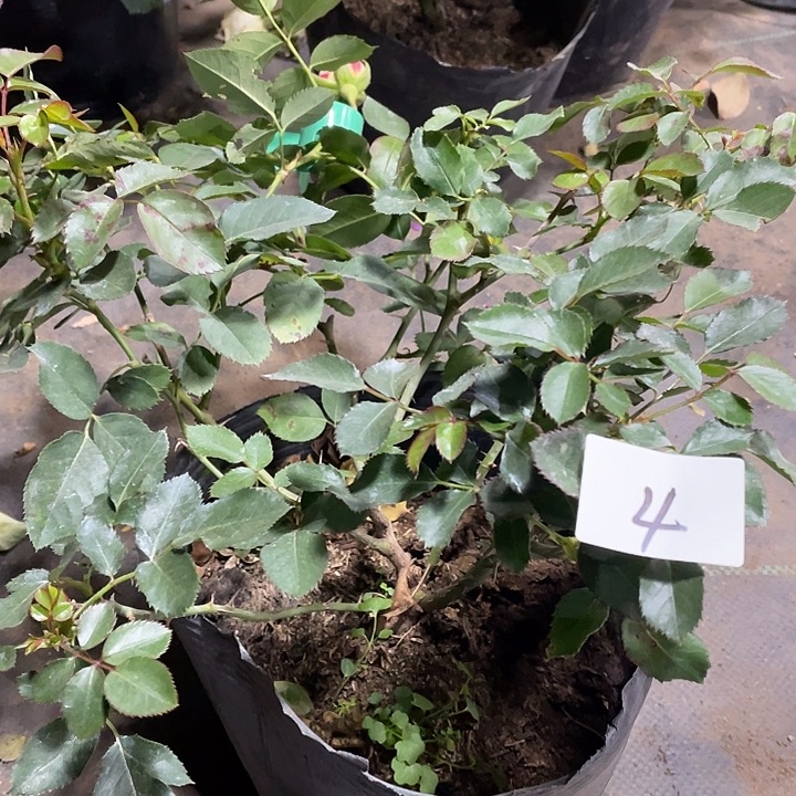 当前无花朵，栽培后可花朵4摩纳哥公爵