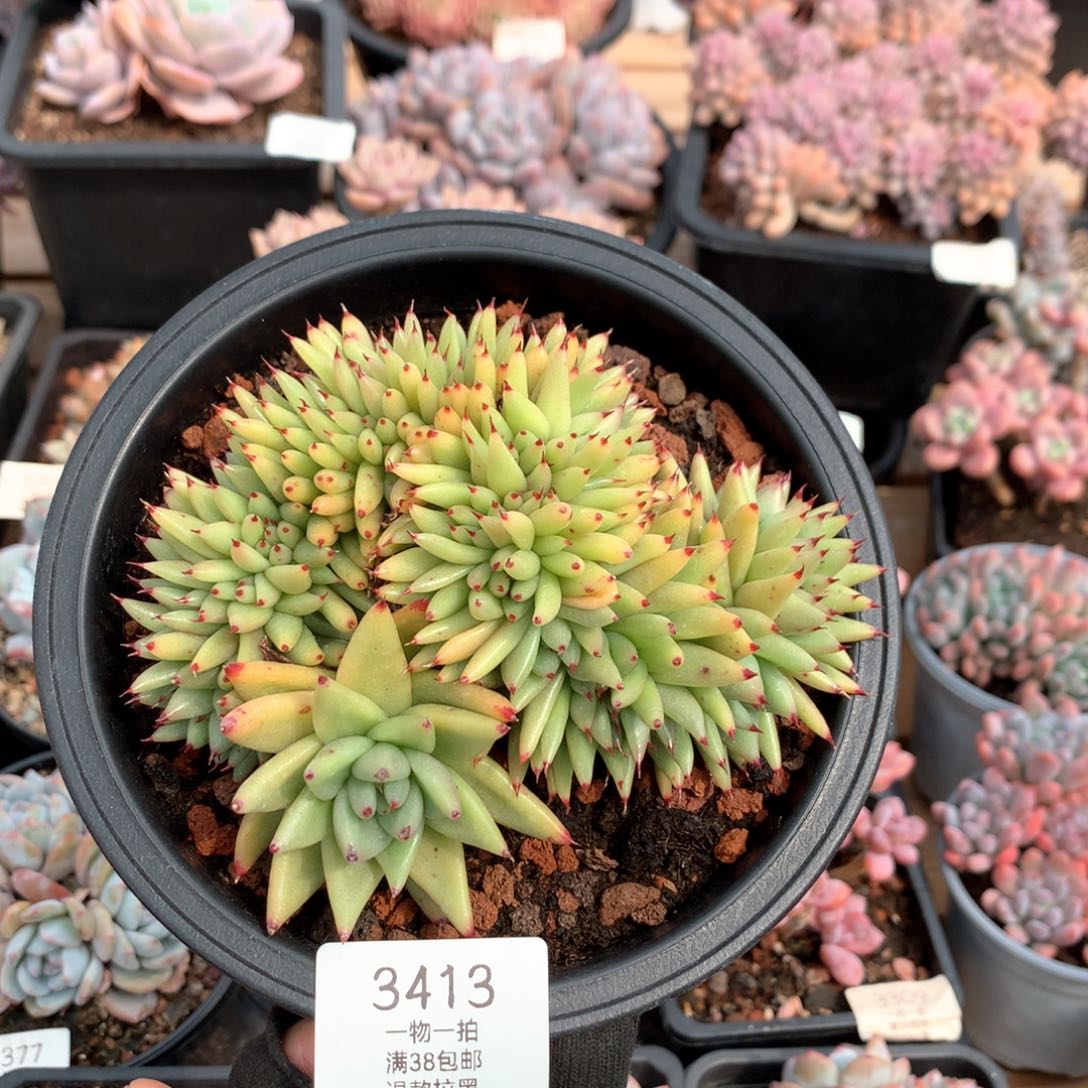 14厘米胸花虎金缀3413