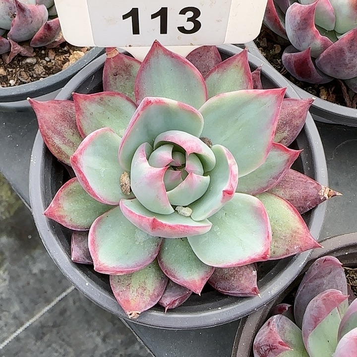 113 惊鸿仙子多肉植物6-9cm