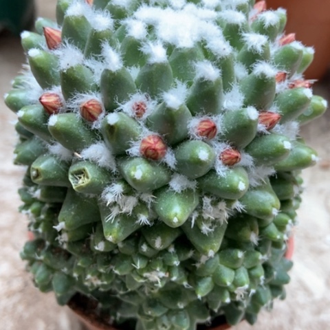 雪糕仙人球8米仙人球