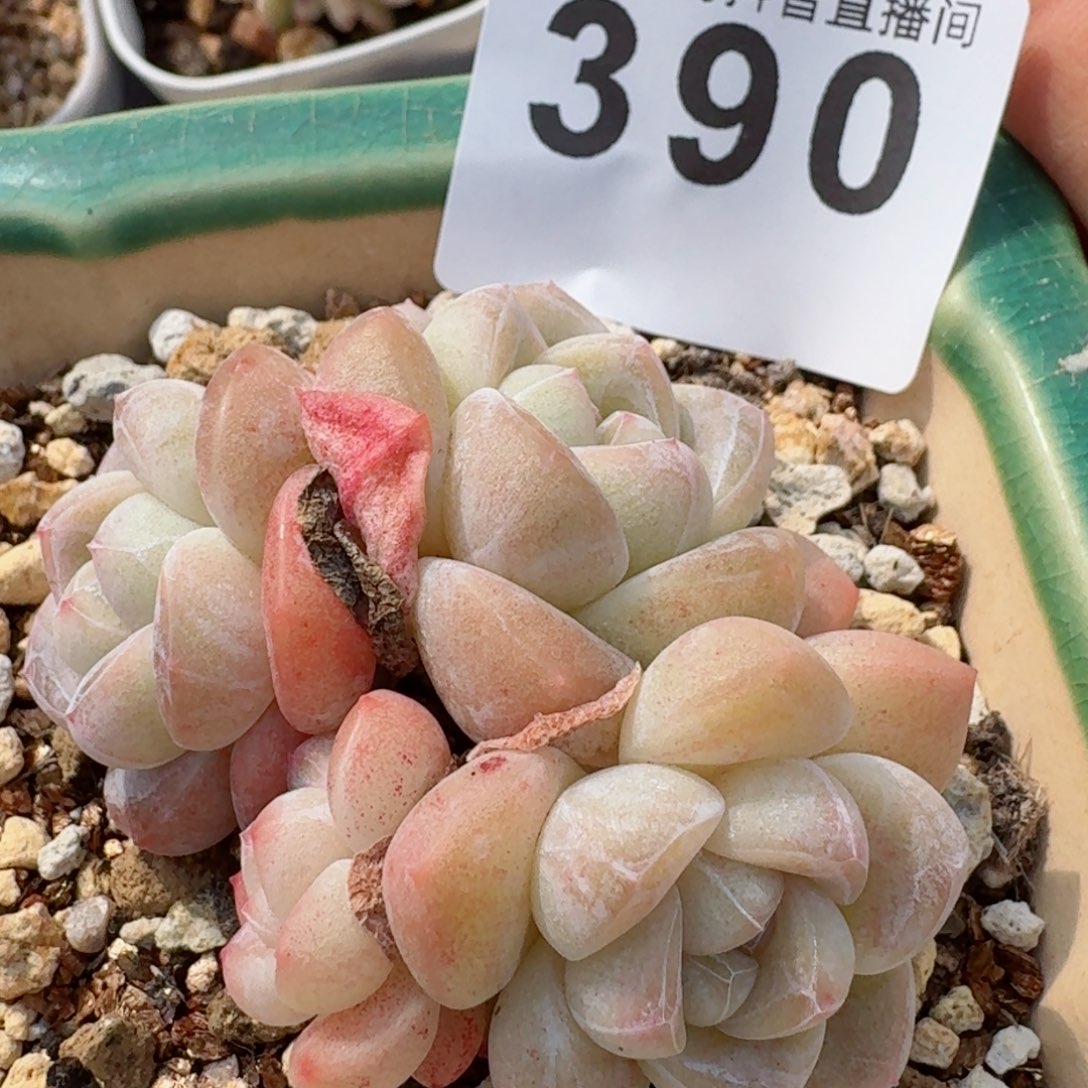 冰玉群生整装无砍