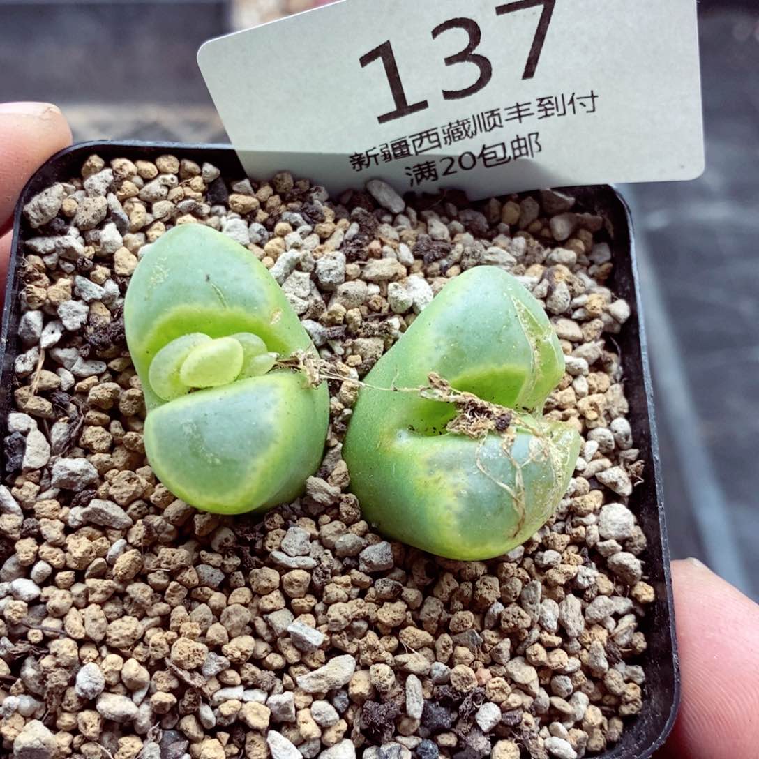 我的小姐姐们都是我137