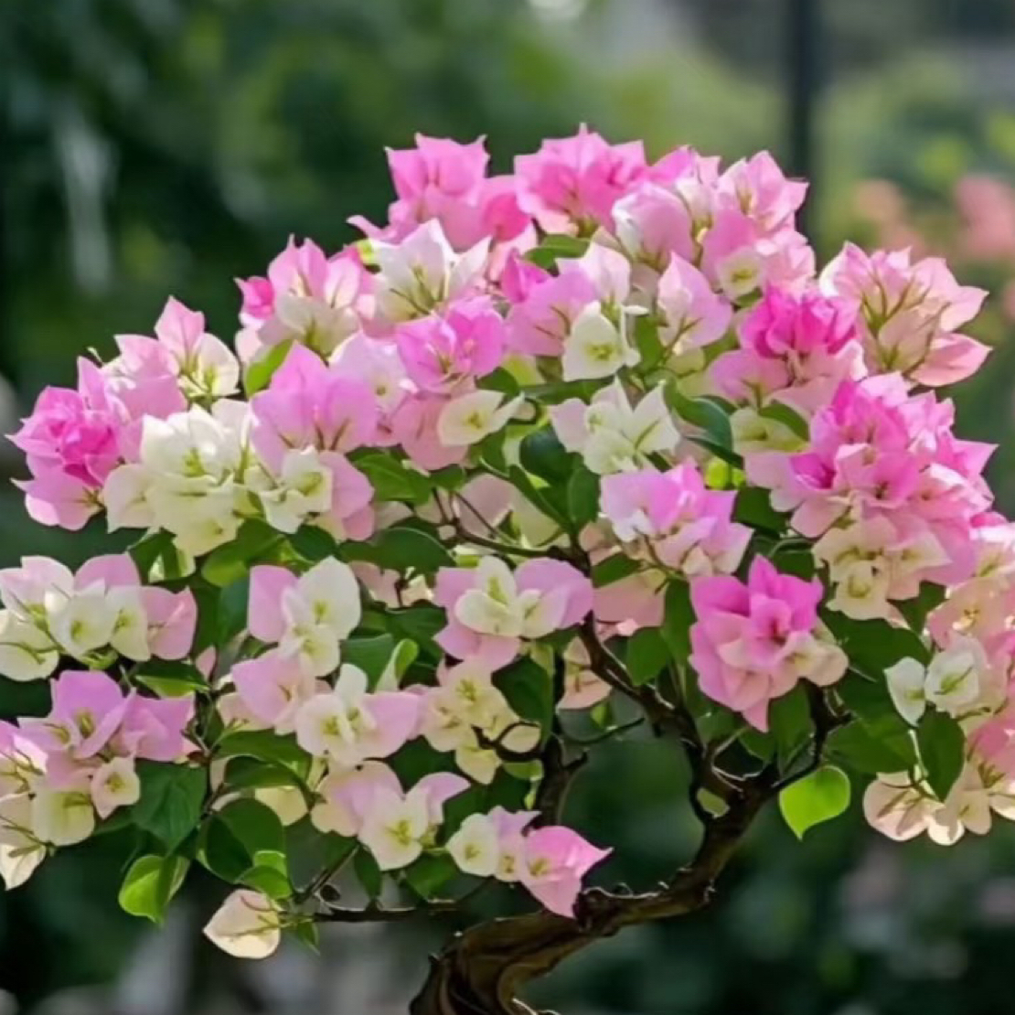 【小船专属】绿樱三角梅爬藤四季开花好养易活室内外植物