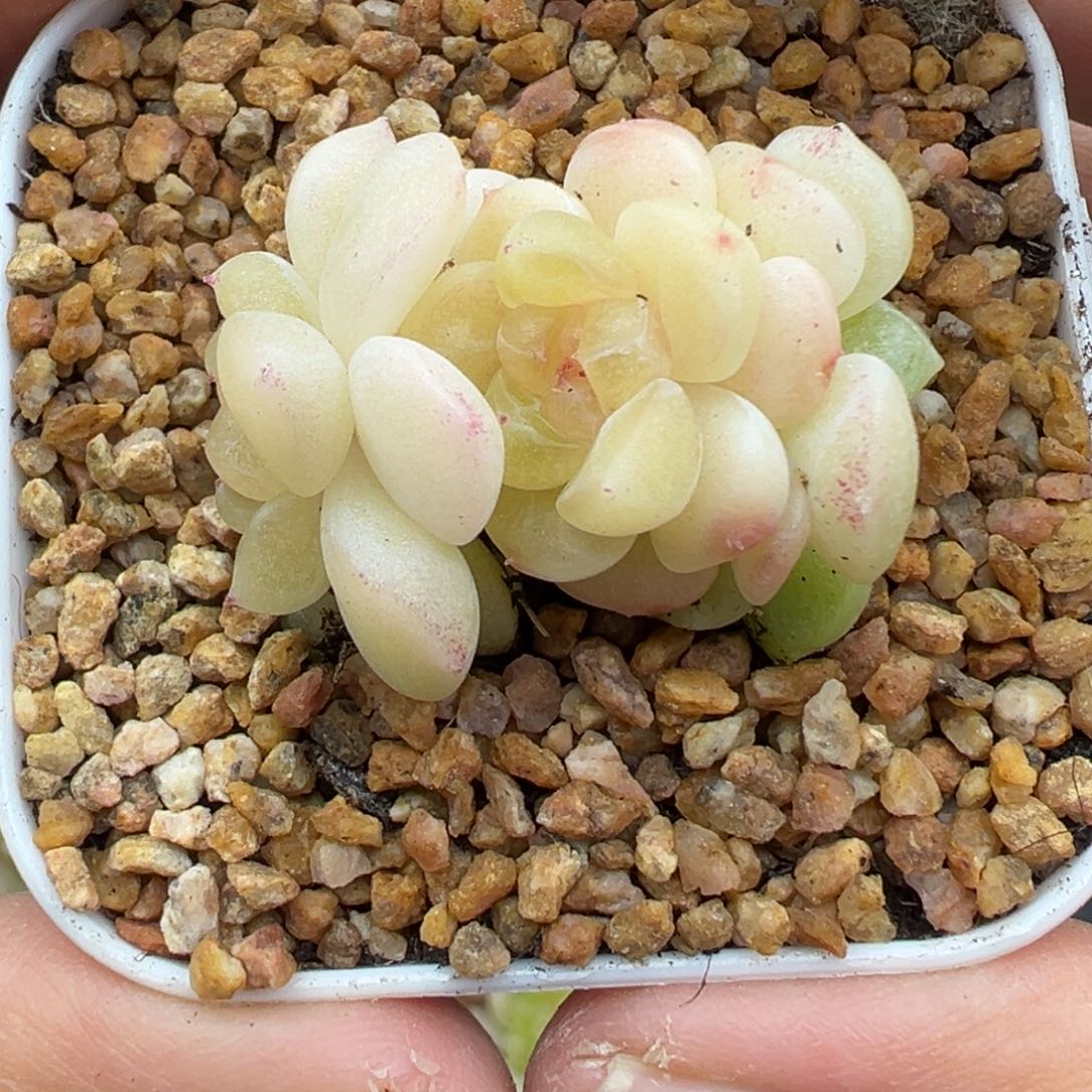 833号财富密码现金