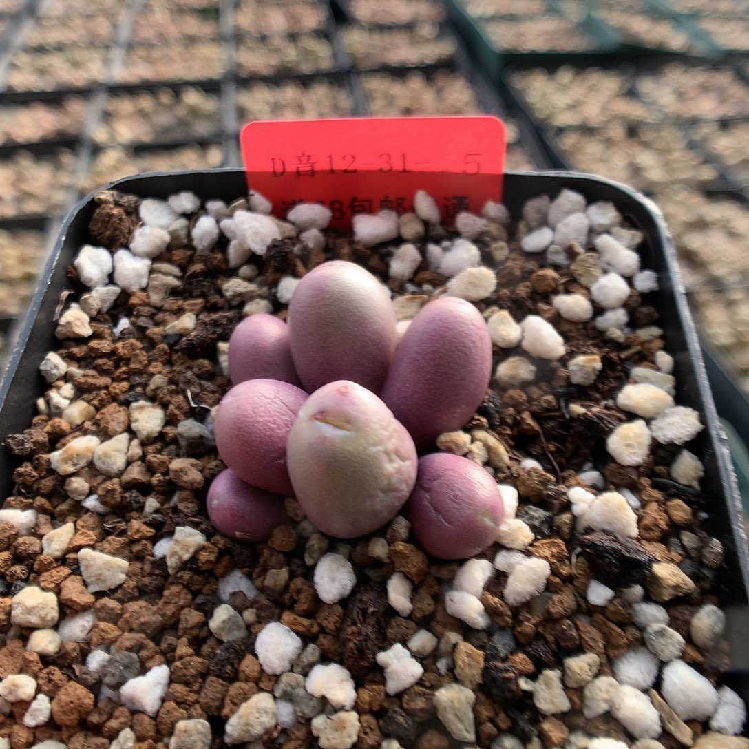 12-31-5 紫葡萄一群