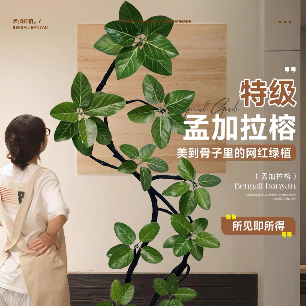 孟加拉高山榕室内大型造型网红绿植好养活净化空气客厅办公室植物