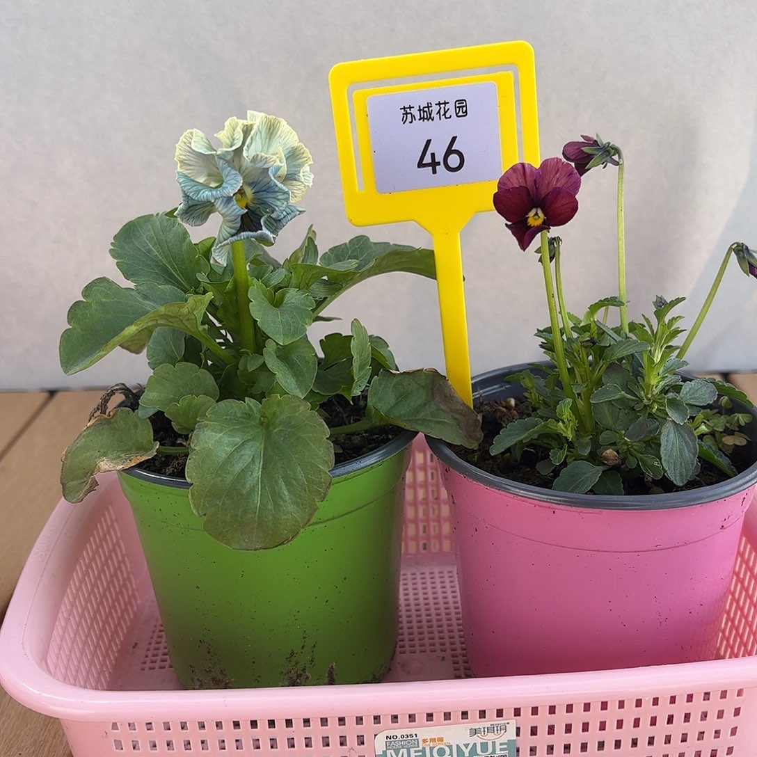 大部分开放少量花苞46