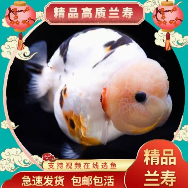 兰寿活体只包活到家，无开箱视频无售后，