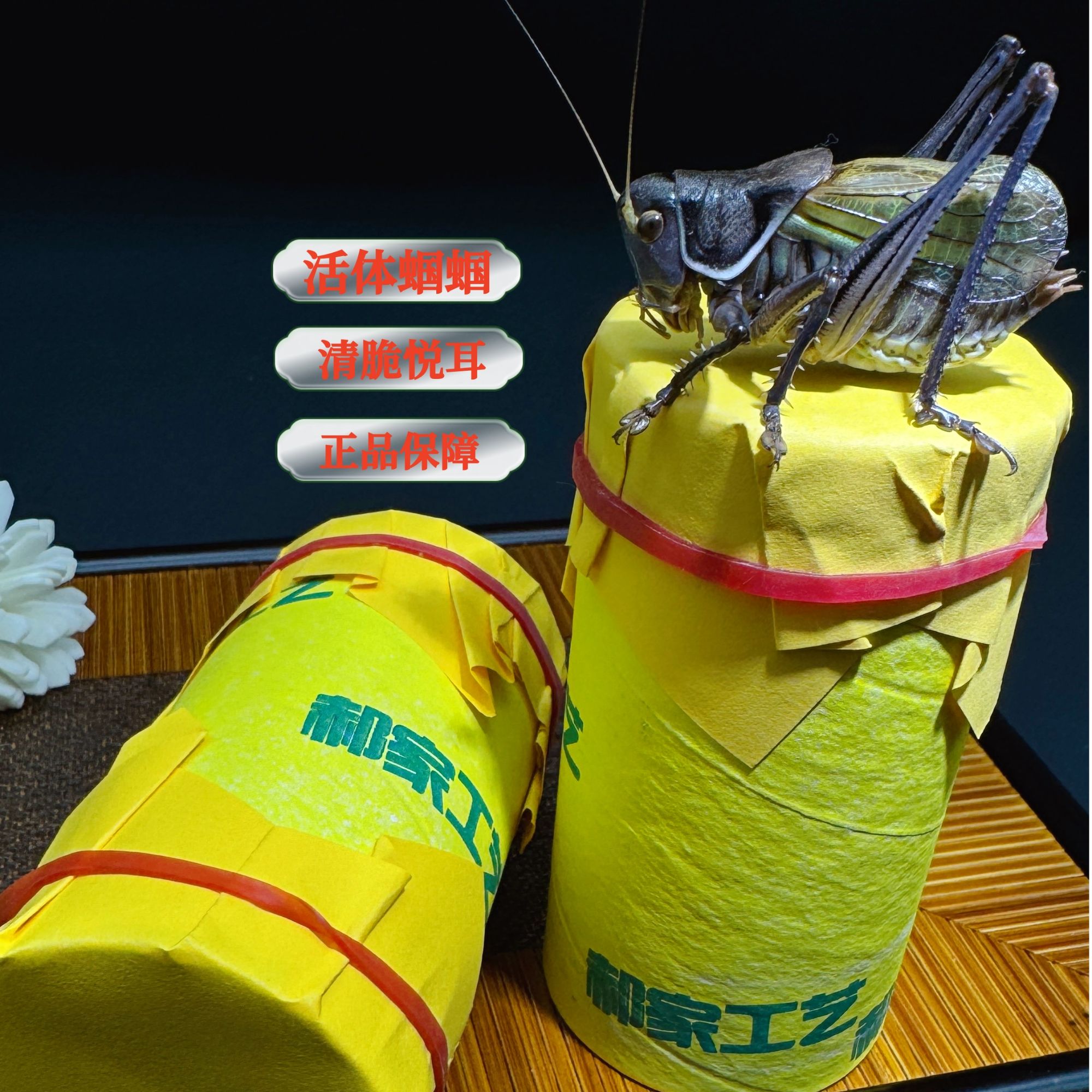 郝建伟精品北路铁皮炮筒蝈蝈（直播间代金链接自行下单不发货）