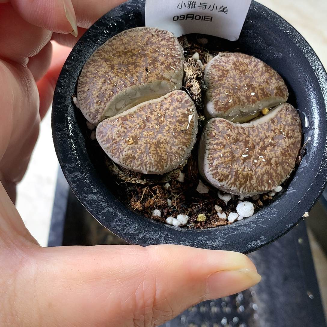 小*朵A355多肉植物保护研究所