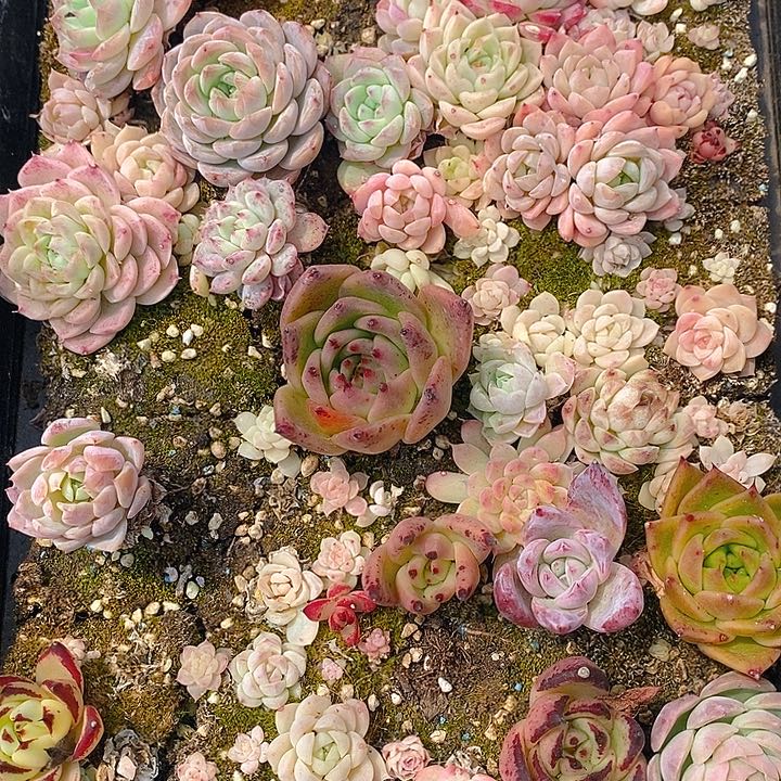 51 多肉植物盆栽花卉植物